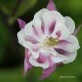 Wald-Akelei (Aquilegia vulgaris)